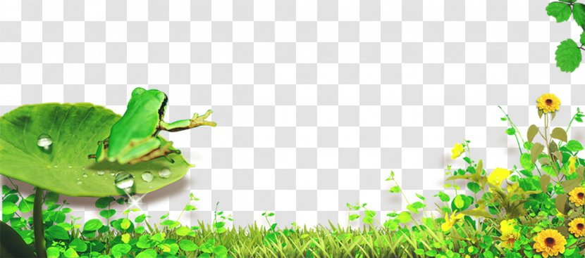 Poster Download - Flora - Pond Frog Transparent PNG