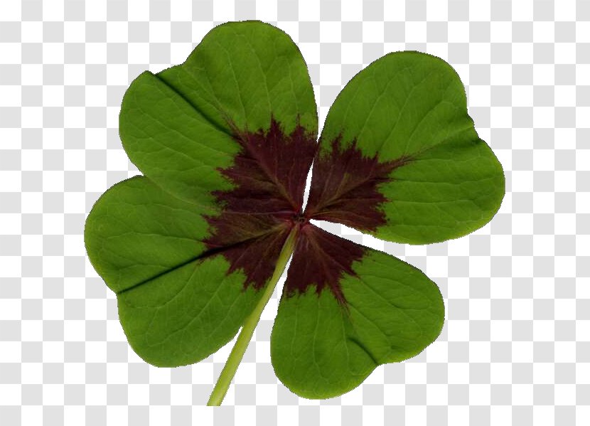 Four-leaf Clover Desktop Wallpaper - Photography Transparent PNG