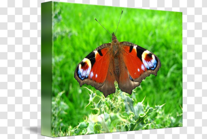 Brush-footed Butterflies Gossamer-winged Ecosystem Fauna Lepidoptera - Gossamerwinged Transparent PNG