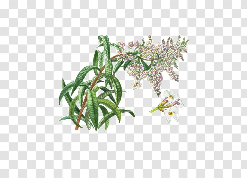Aloysia Citrodora Herbal Tea Plant Transparent PNG