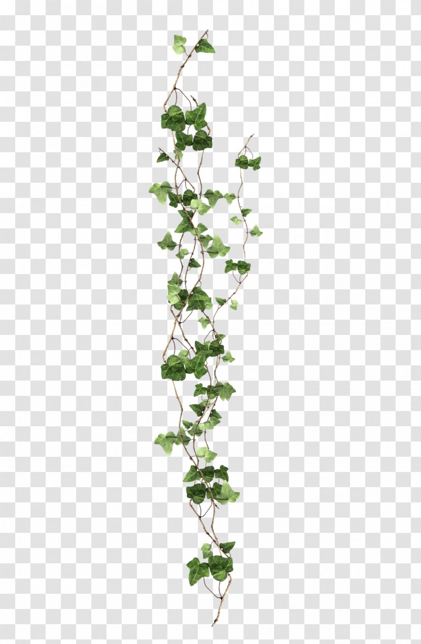 Vine Ivy Plant Transparent PNG
