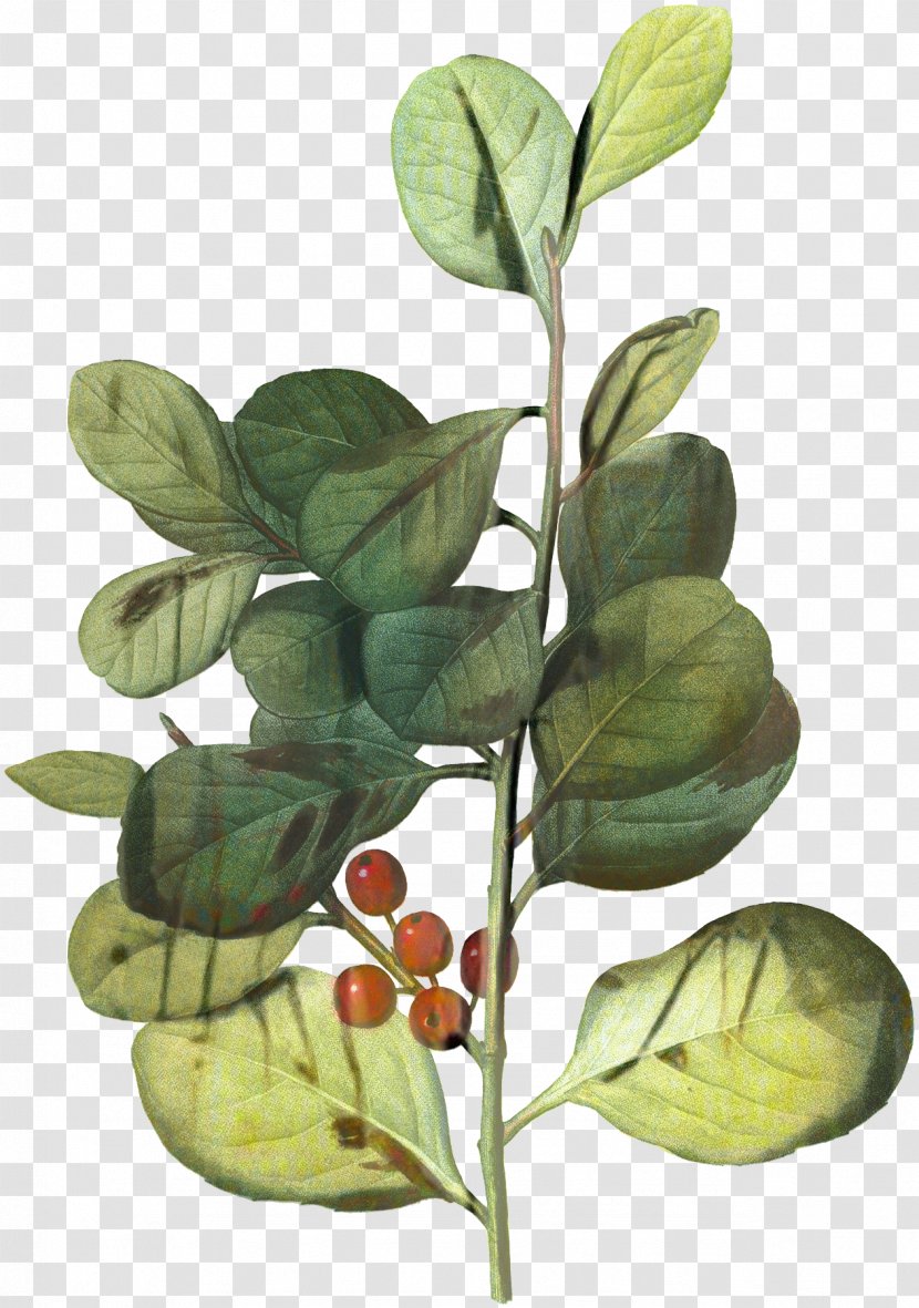 Fruit Tree - Tatsoi - Kaffir Lime Transparent PNG