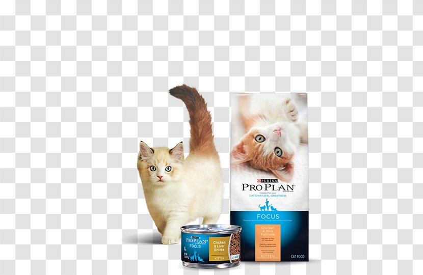 Kitten Cat Food Dog Chicken Transparent PNG