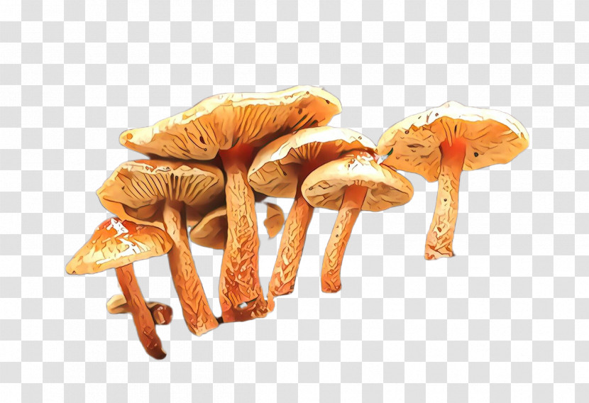 Mushroom Agaricus Champignon Mushroom Agaricaceae Edible Mushroom Transparent PNG