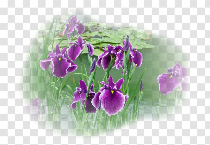 Moth Orchids - Purple Transparent PNG