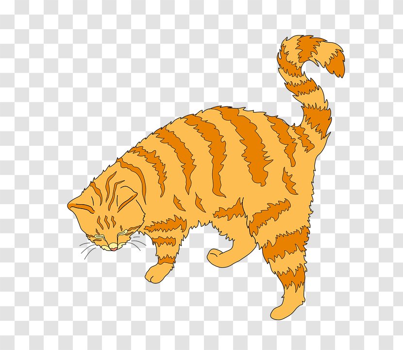 Kitten Whiskers Tiger Tabby Cat Wildcat Transparent PNG