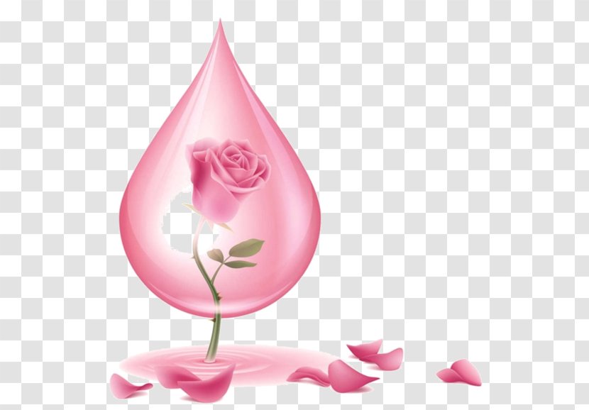 Rose Water Oil Skin Care - Plant Transparent PNG