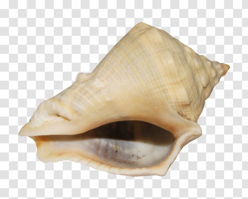 Sea Snail Albom Photography - Conch Pattern Transparent PNG
