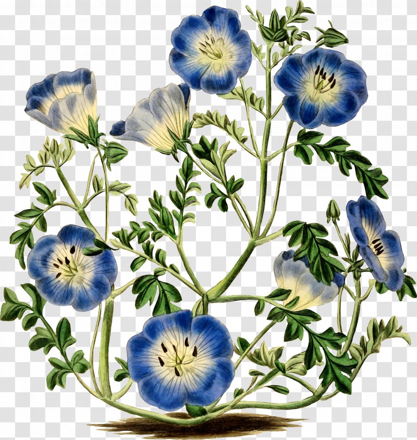Menzies' Baby Blue Eyes Flower Botany Botanical Illustration - Frame Transparent PNG