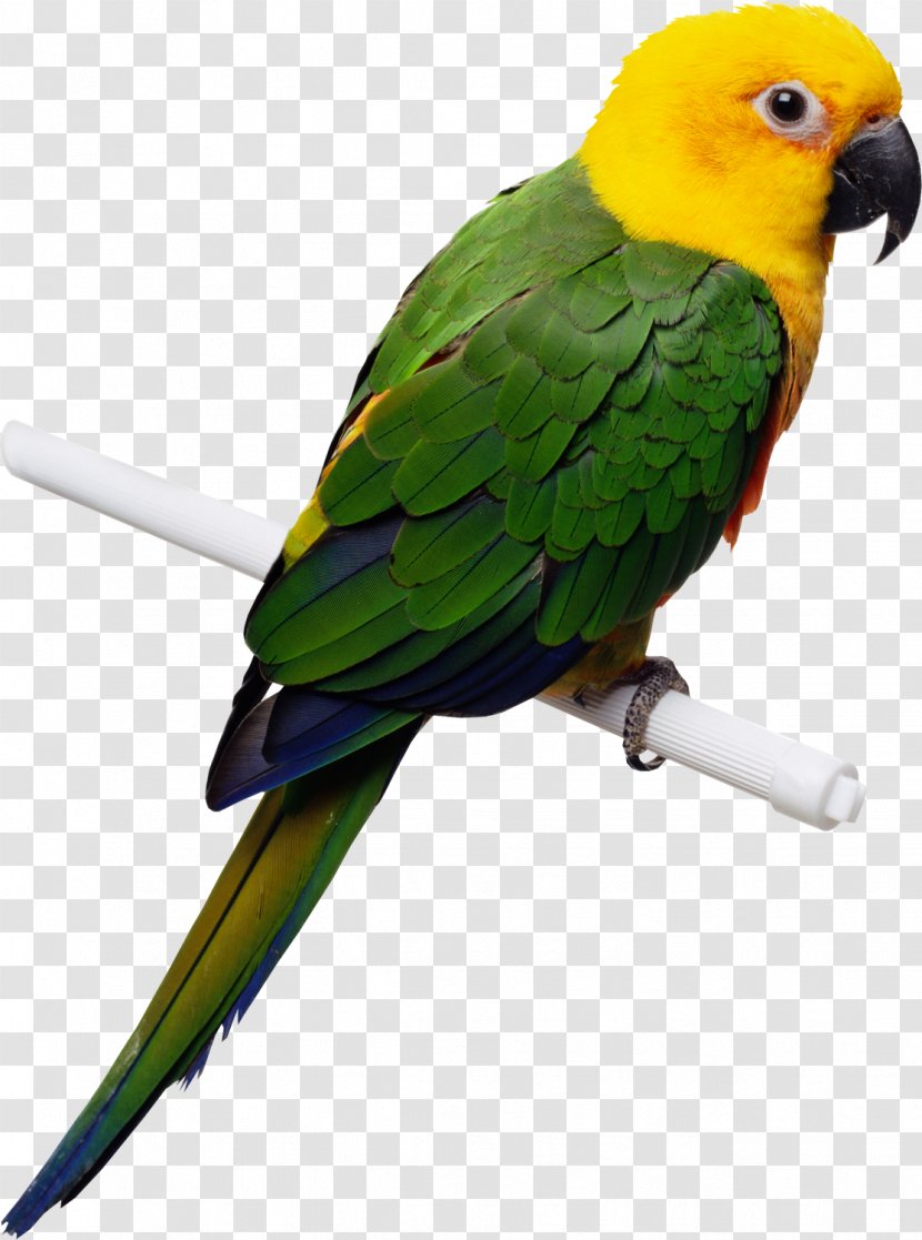 Parrot Cockatiel Budgerigar Bird Domestic Canary - Feather Transparent PNG