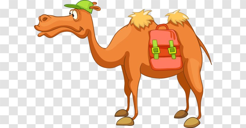 Dromedary Bactrian Camel Vector Graphics Clip Art Royalty-free - Snout - Cartoon Transparent PNG