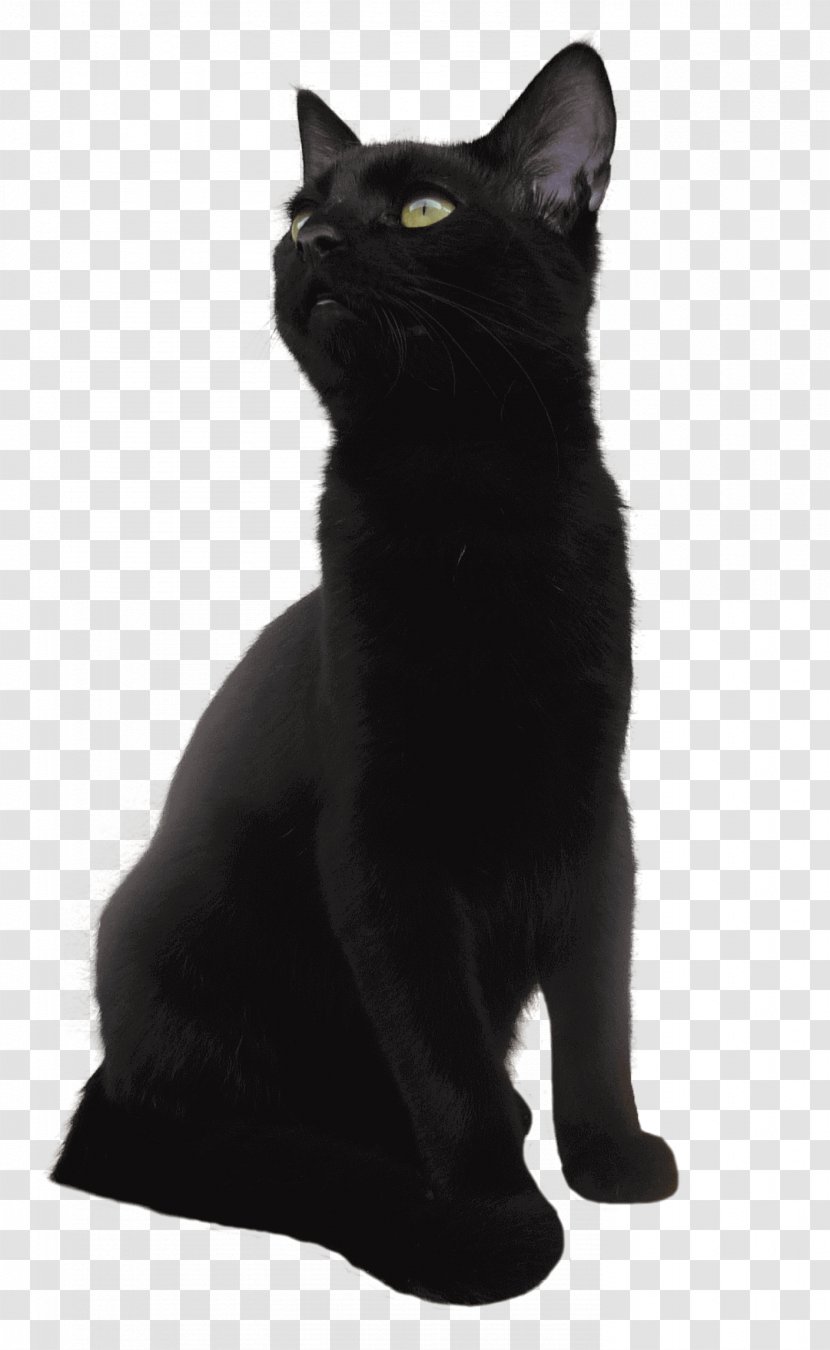 American Shorthair European British Bombay Cat Munchkin - Domestic Shorthaired - Black Panther Transparent PNG