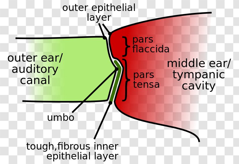 Eardrum Membrane Cochlea Hearing - Watercolor - Ear Transparent PNG