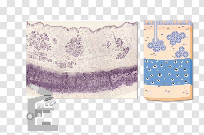 Trachea Adventitia Micrograph Mucous Membrane Esophagus - Cartoon Transparent PNG