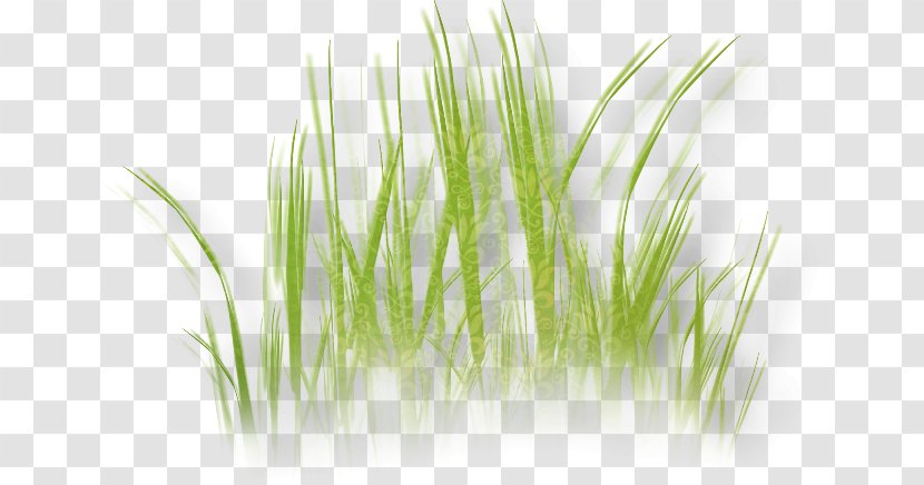Herbaceous Plant Lawn Flower Clip Art - Stem - Tina Turner Transparent PNG