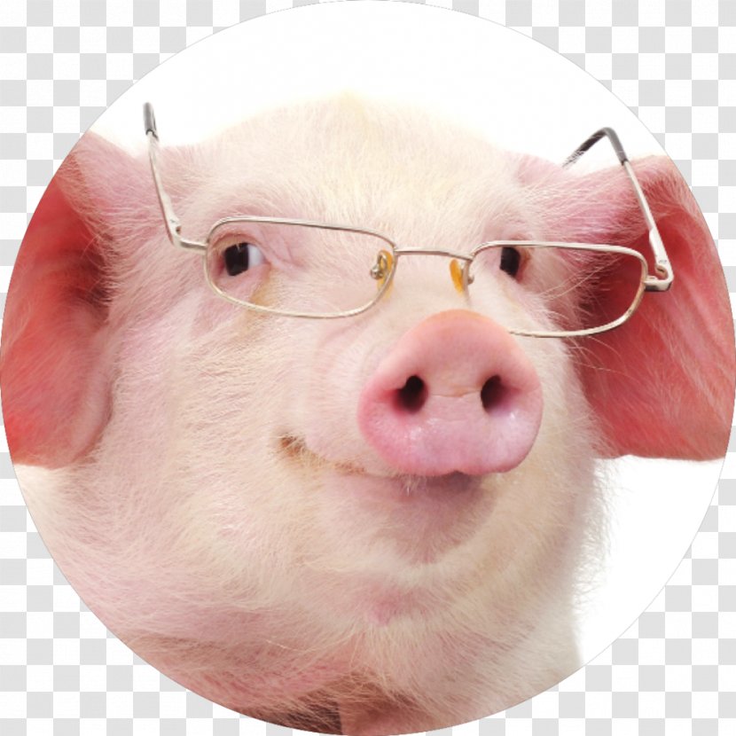 Miniature Pig Stock Photography Glasses Clip Art - Domestic Transparent PNG