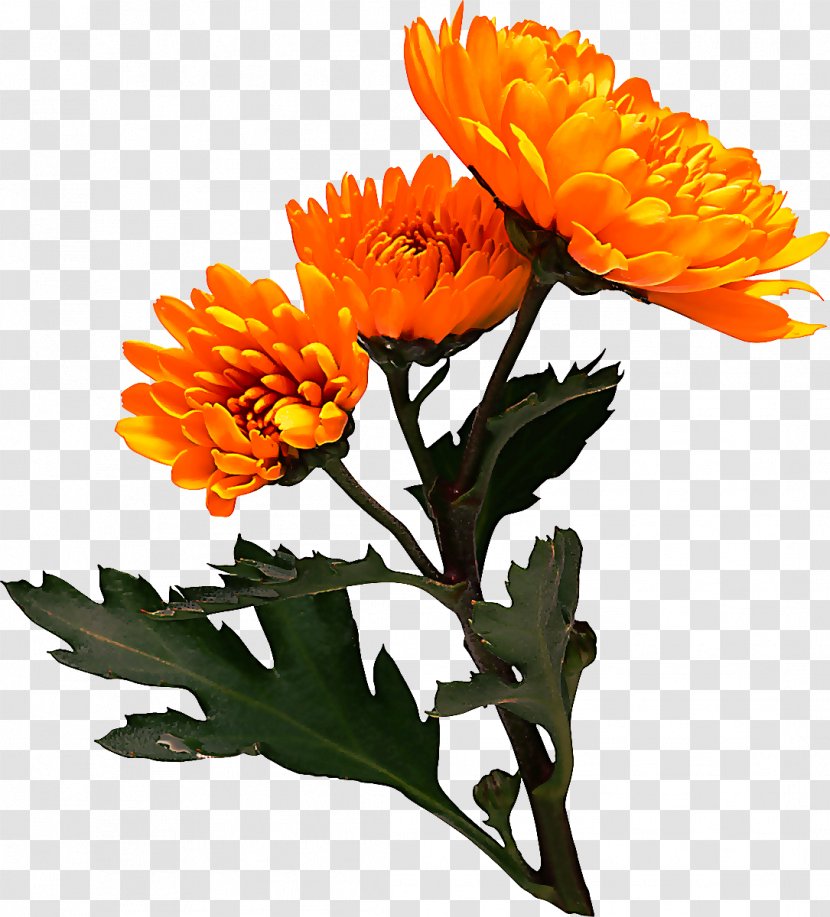 Orange - Flower - Cut Flowers Tagetes Transparent PNG