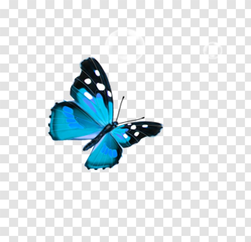 Butterfly Blue - Pollinator Transparent PNG
