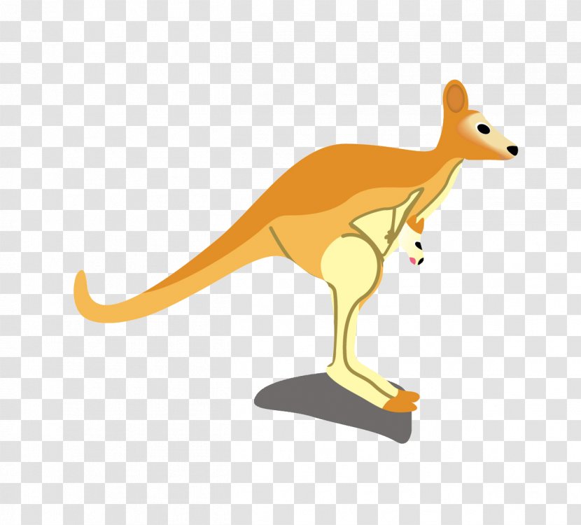 Kangaroo Macropodidae Cartoon Illustration Transparent PNG