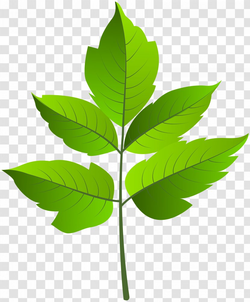 Leaf Clip Art - Green - Leaves Transparent PNG