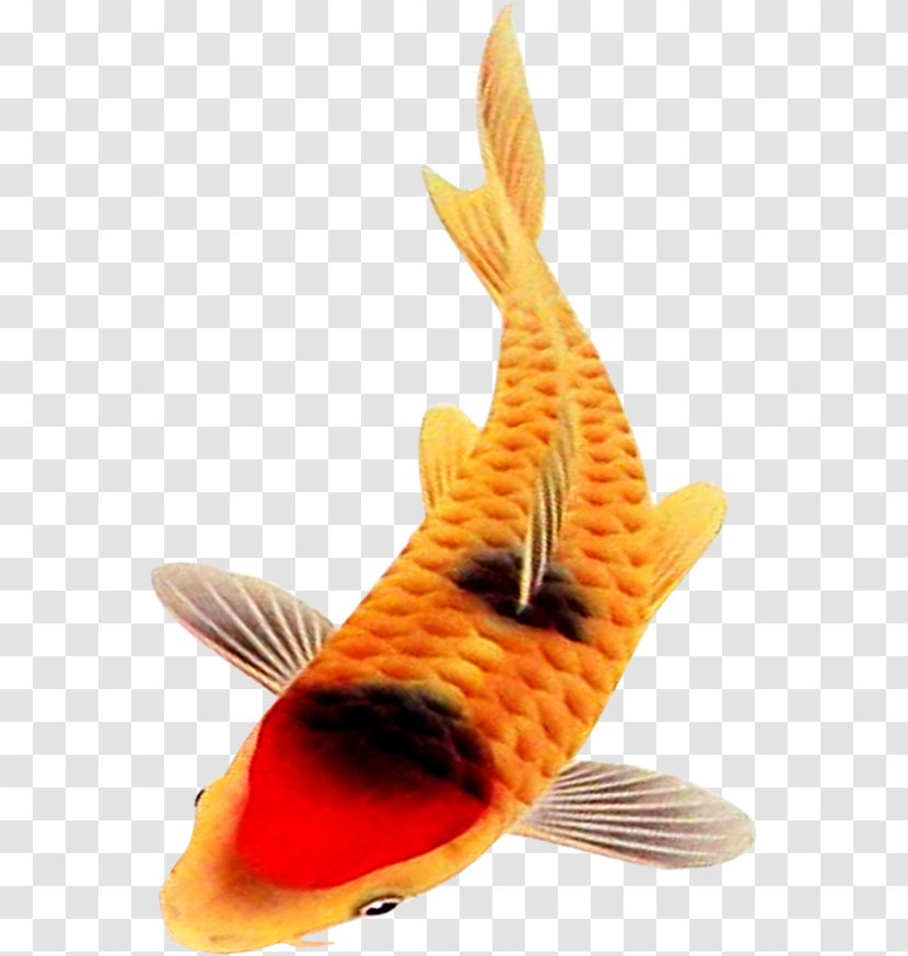 Fish - Orange Transparent PNG