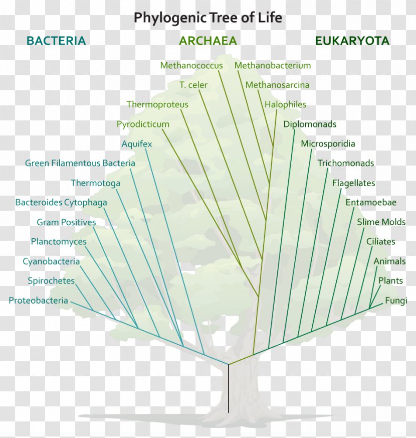 Line Tree Angle Diagram Transparent PNG