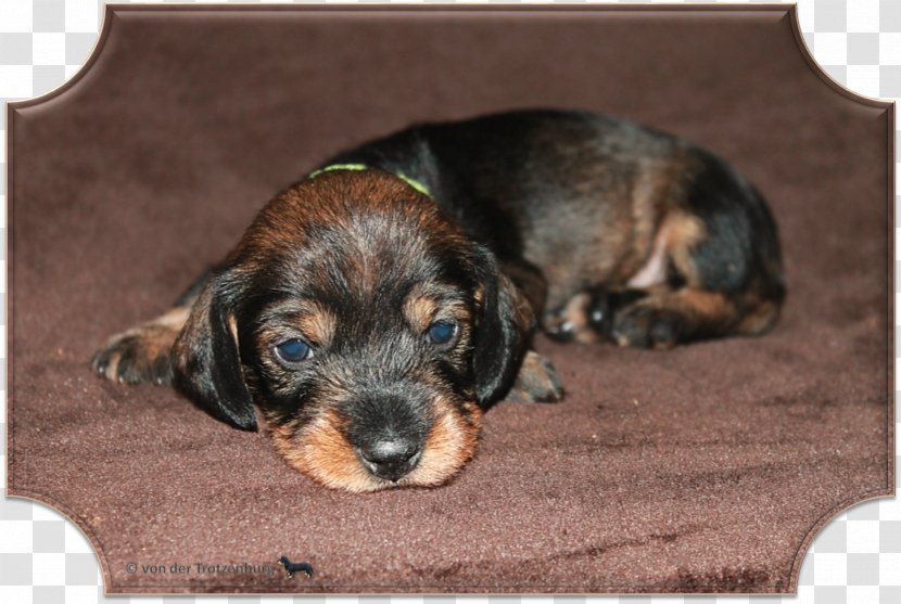 Dog Breed Black And Tan Coonhound Puppy Aretus - News Transparent PNG