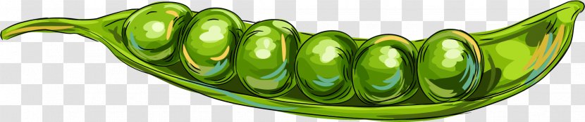 Vegetable Commodity Fruit - Vector Painted Pea Transparent PNG
