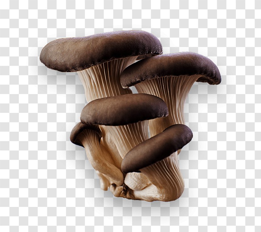 Oyster Mushroom Pleurotus Eryngii - Flavor - Image Transparent PNG