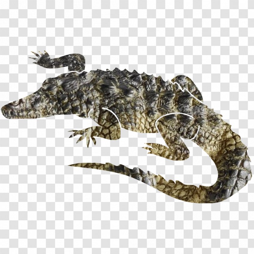 Nile Crocodile Alligator 30 November - Instinct Transparent PNG