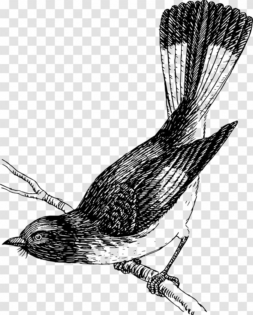 Drawing Clip Art - Wren - Turkey Bird Transparent PNG