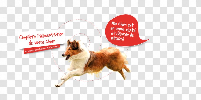 Dog Breed Advertising Leash Snout Transparent PNG