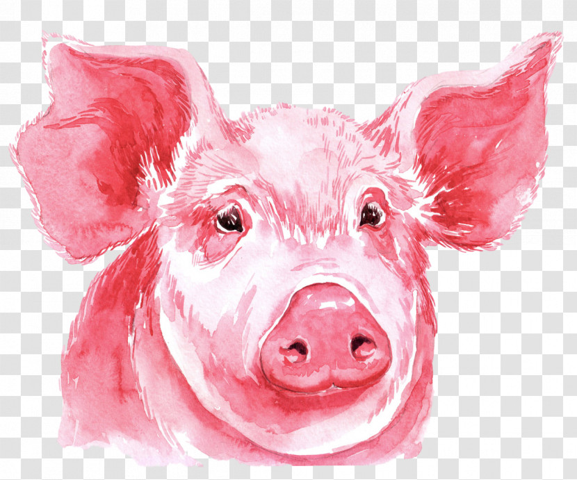 Pink Suidae Nose Snout Livestock Transparent PNG
