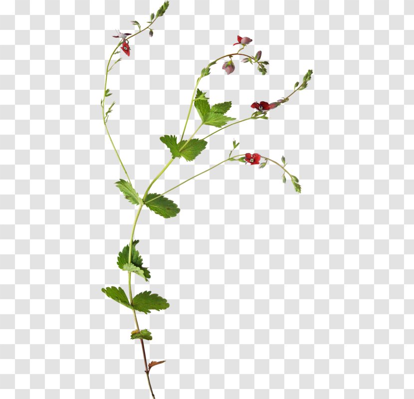 Flower Plant Botany Vine - Honeysuckle Transparent PNG