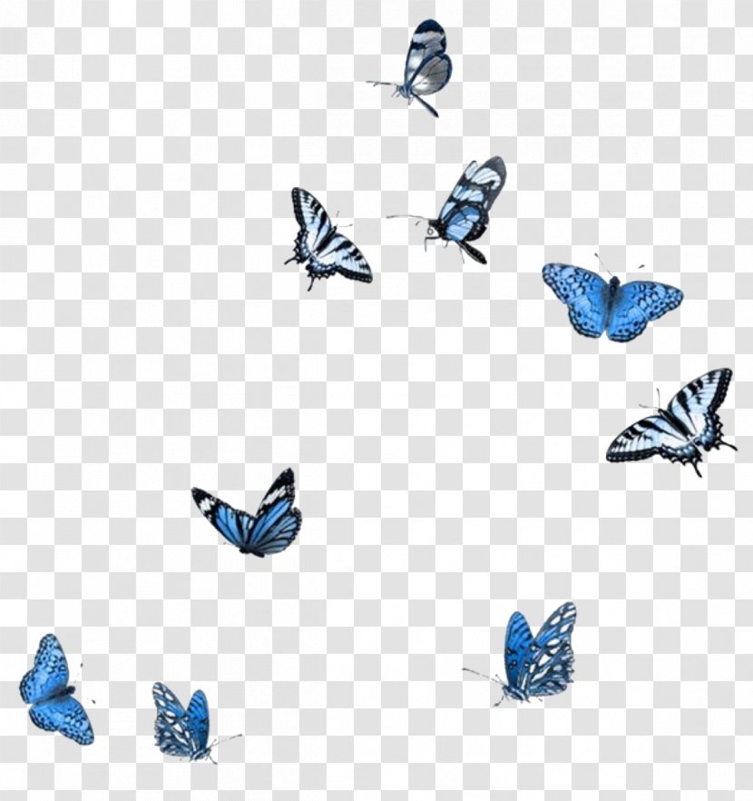 Butterfly Cartoon - Brushfooted - Apatura Transparent PNG