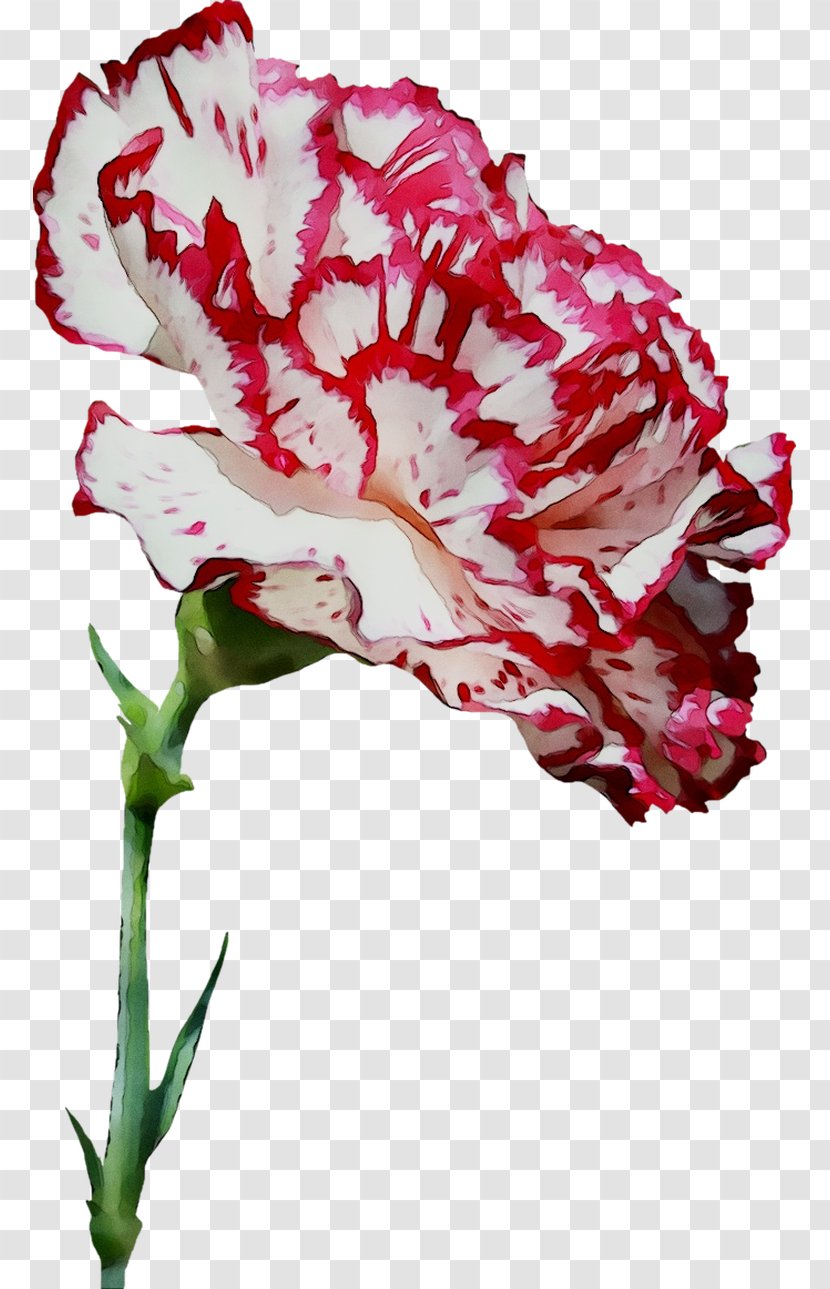 Flower May Devotions To The Blessed Virgin Mary Saint Virtue - Dianthus - Petal Transparent PNG