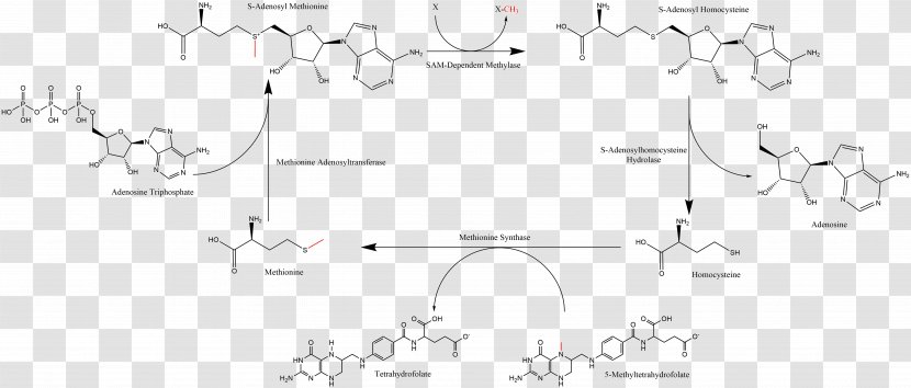 S-Adenosyl Methionine Adenosine Triphosphate Homocysteine Adenosylmethionine Decarboxylase - Coenzyme A - Area Transparent PNG