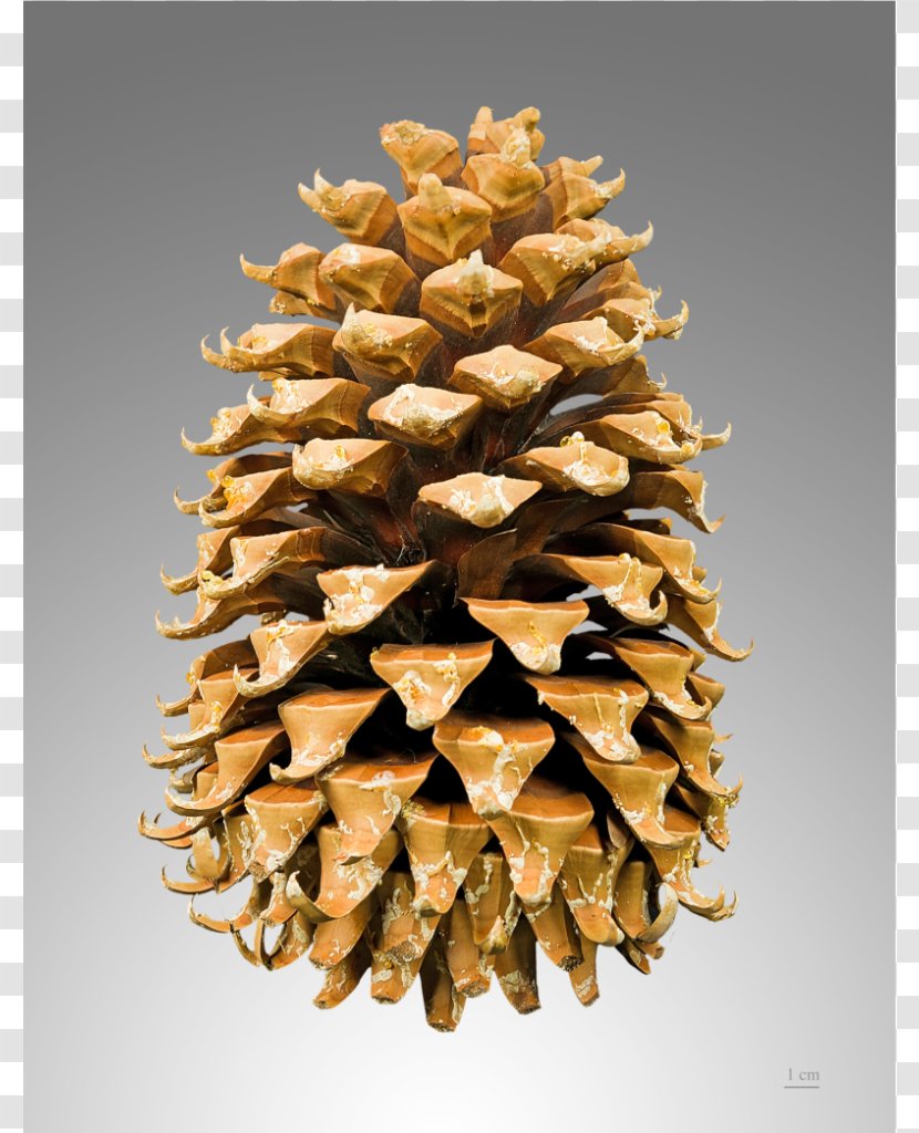 Coulter Pine Pinus Contorta Fir Conifer Cone Radiata - Seed Transparent PNG