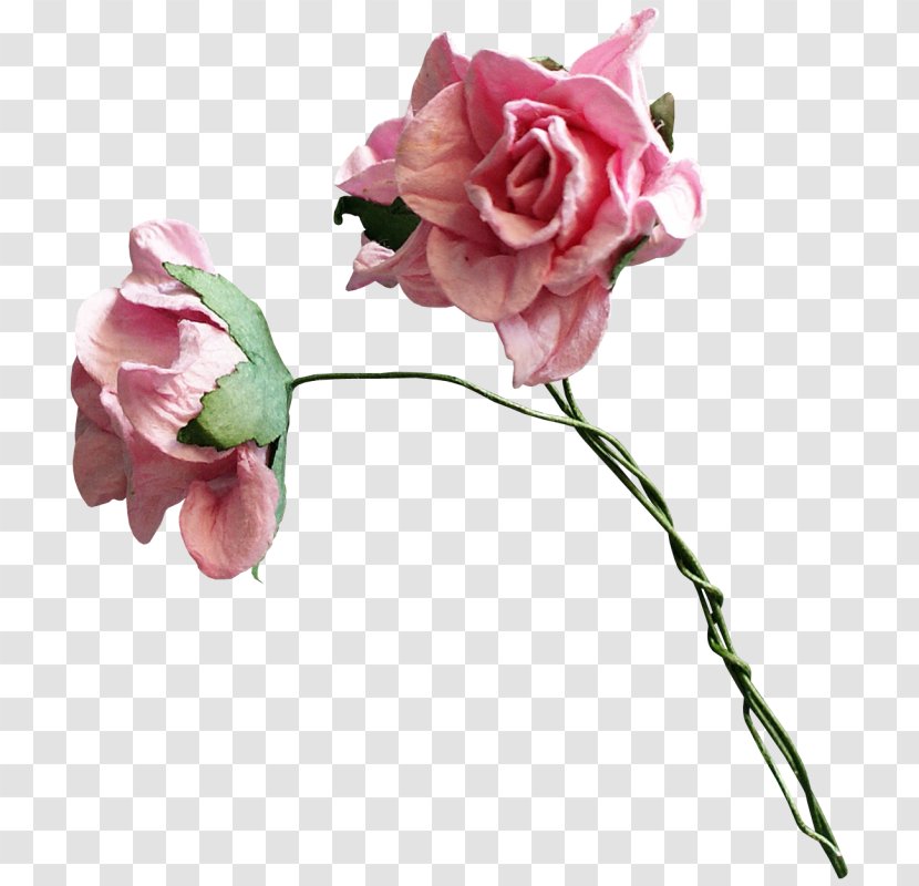Garden Roses Cabbage Rose Cut Flowers Petal - Flower Transparent PNG