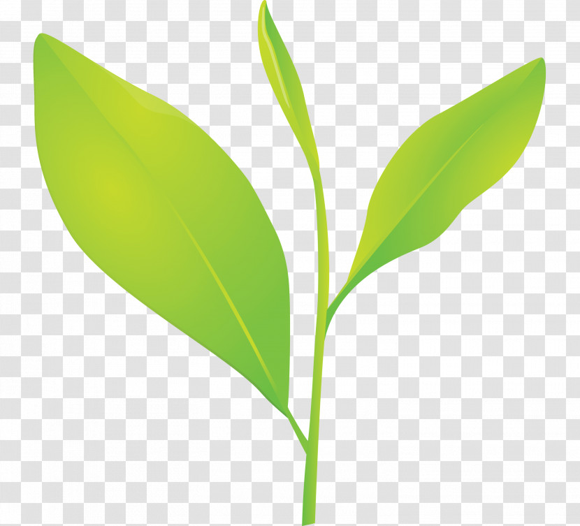 Tea Leaves Leaf Spring Transparent PNG