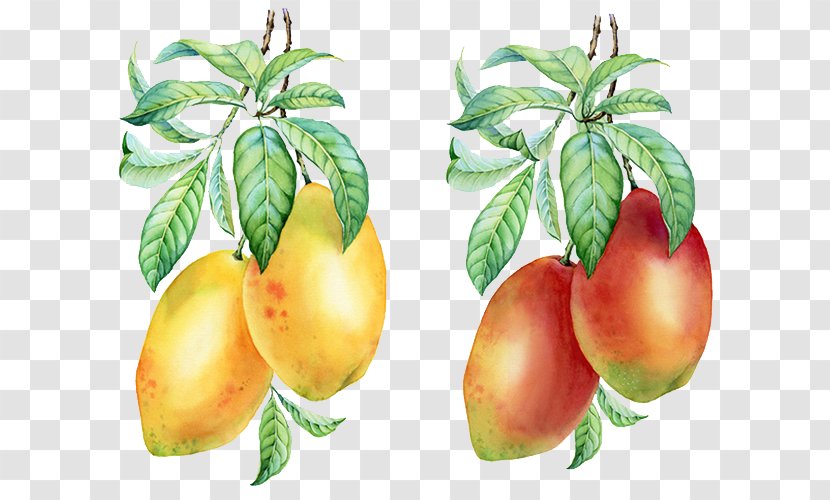 Mango Pudding Auglis - Food - Hand-painted Transparent PNG