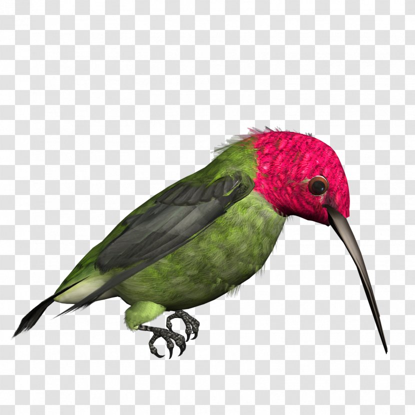 Hummingbird Clip Art - Fauna - High Resolution Clipart Transparent PNG