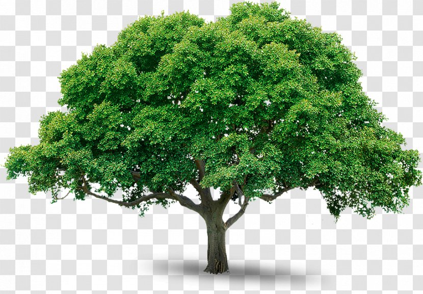 Tree Sticker Business - Root - Mango Transparent PNG