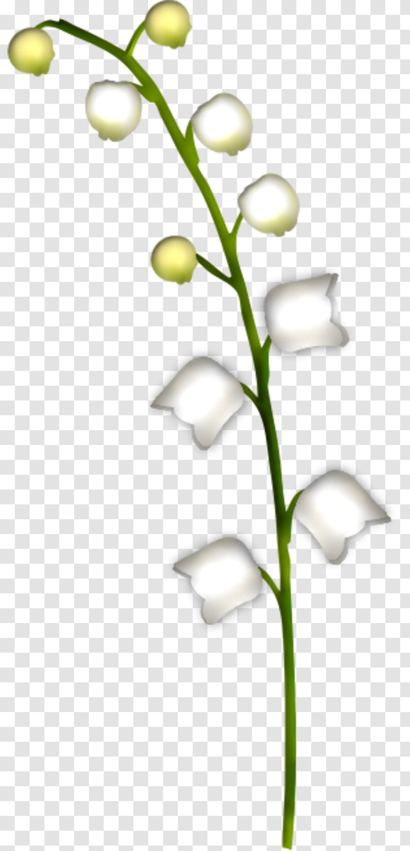 Lily Of The Valley Cut Flowers Plante Toxique Raceme - Plant Stem - 8 Transparent PNG