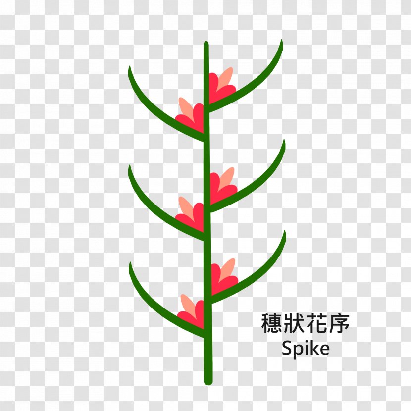 Tree Trunk Plant Macrophanerophytes Wood - Grass Transparent PNG