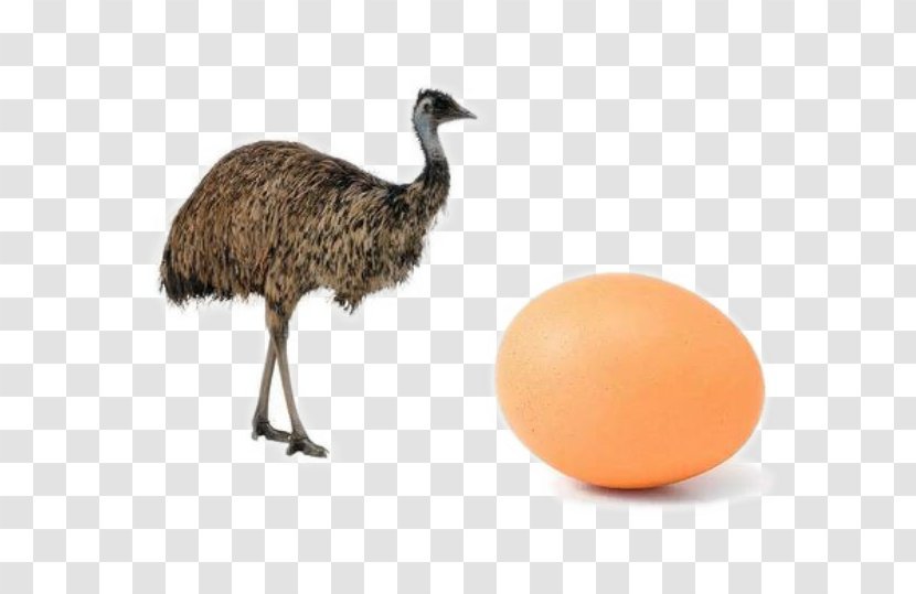 Common Ostrich Bird Emu Cassowary Duck - Ratite - Brown Eggs Transparent PNG