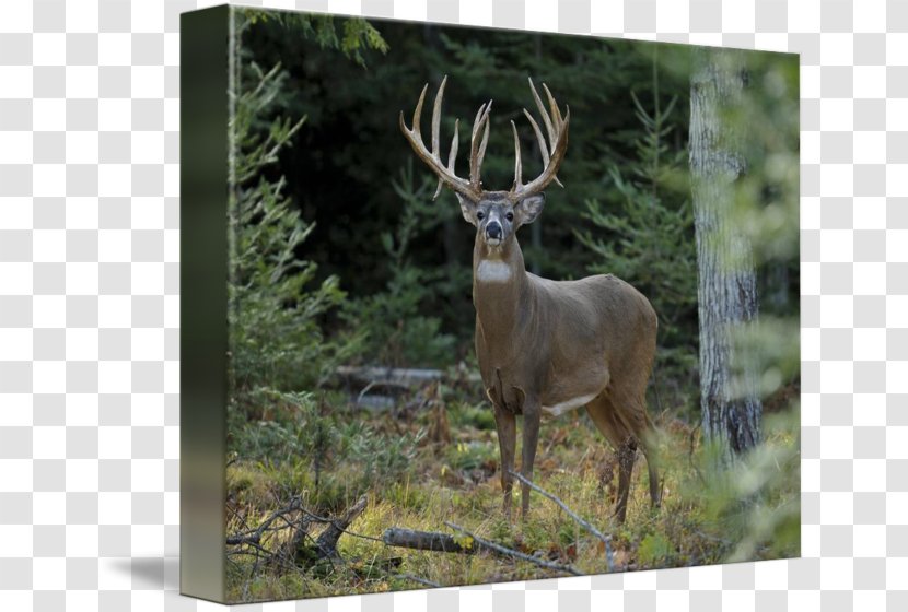 White-tailed Deer Elk Antler Hunting - National Park - Watercolor Transparent PNG
