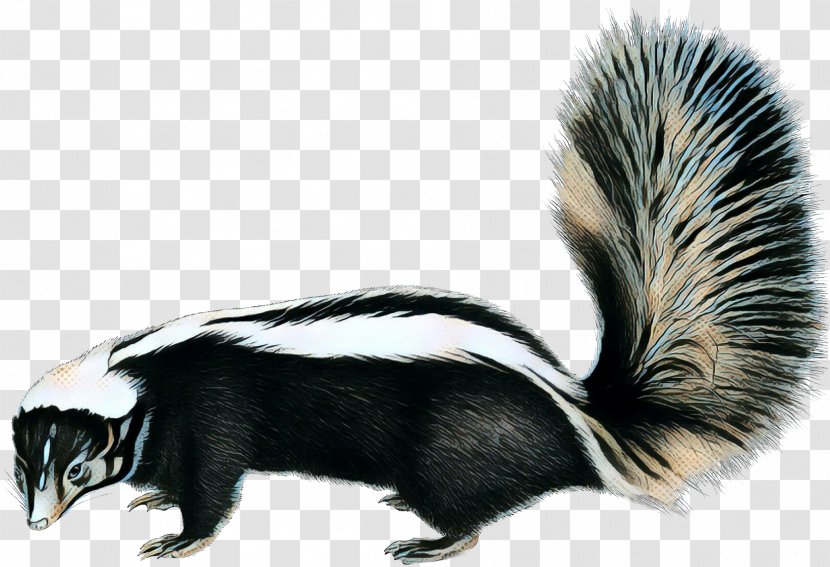 Fox Drawing - Raccoons - Polecat Tail Transparent PNG