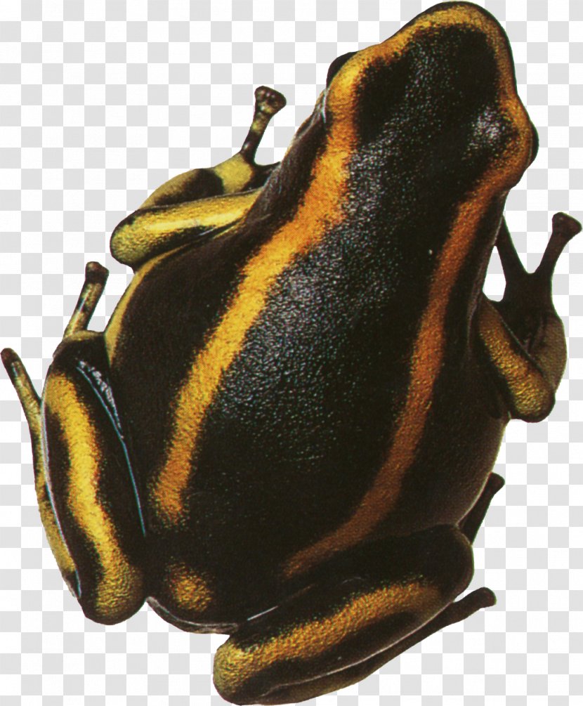 True Frog Toad - Poison - Black Yellow Bar Transparent PNG