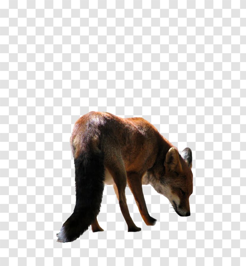 Fox Clip Art - Wildlife Transparent PNG